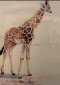Giraffe, Watercolor, Marcella Wheatley