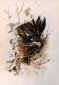 Ruffed Grouse, Watercolor, Marcella Wheatley